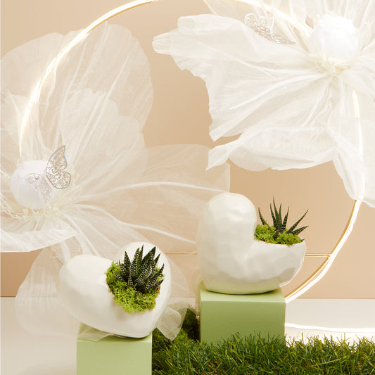 Bomboniera Claraluna Vaso Cuore con Piantina Grassa Orizzontale 25142