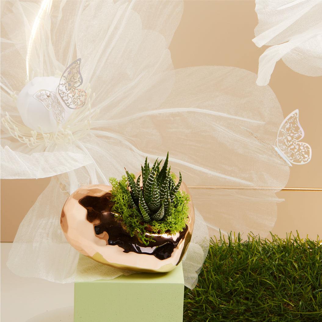 Bomboniera Claraluna Vaso Cuore con Piantina Grassa Orizzontale 25142