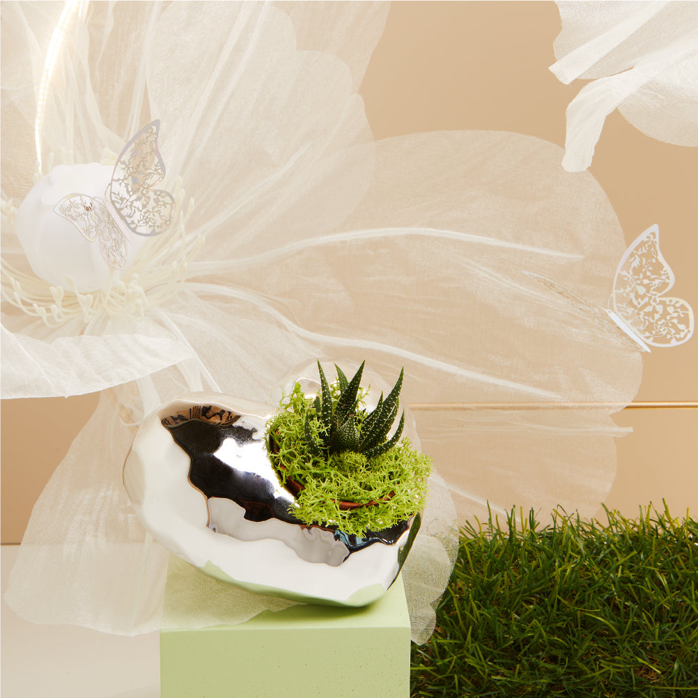 Bomboniera Claraluna Vaso Cuore con Piantina Grassa Orizzontale 25142