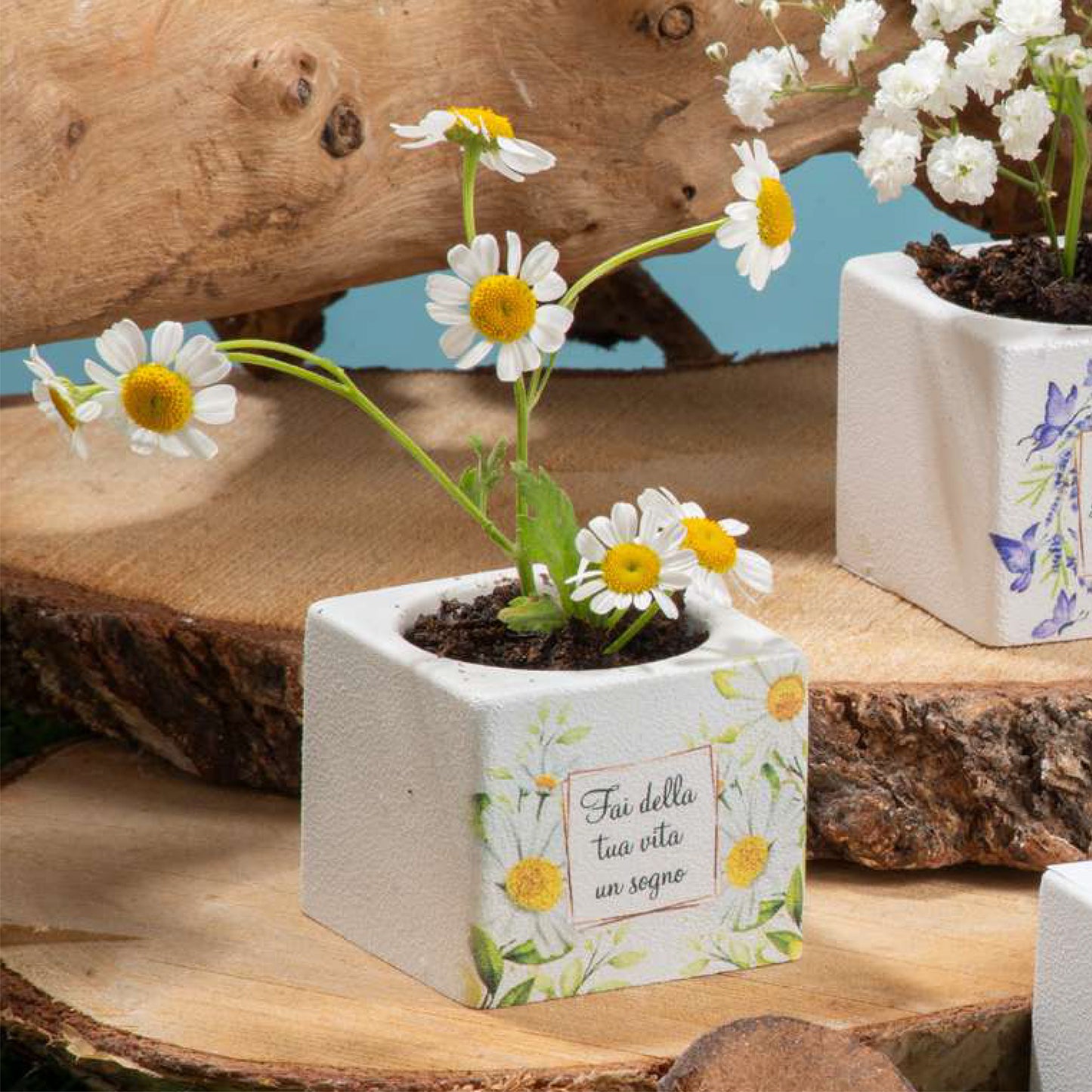 Bomboniera Cubo Portapiante Fantasie Tema Natura Dolcicose